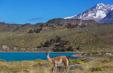 Bolivya 'da vahşi vicunalar, Güney Amerika