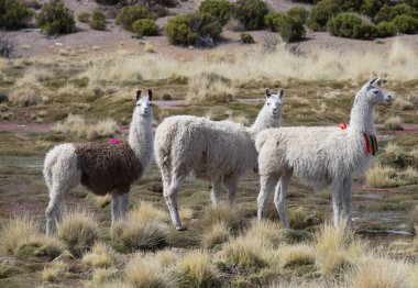 Güney Amerika, Peru 'da çayırdaki lama