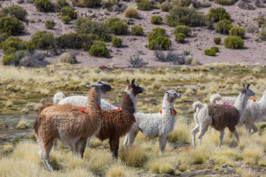 Güney Amerika, Peru 'da çayırdaki lama