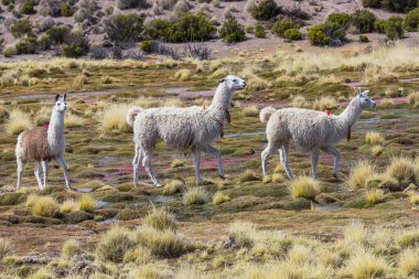 Güney Amerika, Peru 'da çayırdaki lama