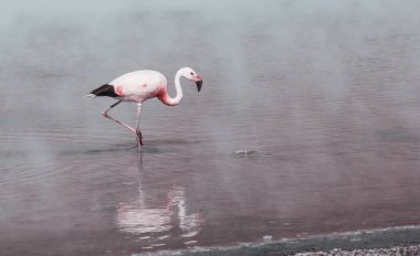 Flamingolar Altiplano, Güney Amerika 'da uçuyor