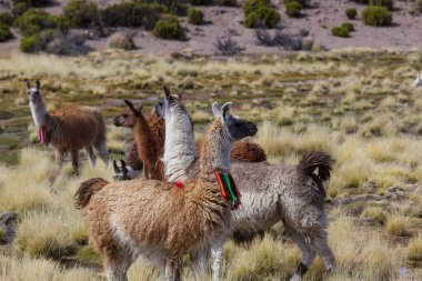 Güney Amerika, Peru 'da çayırdaki lama