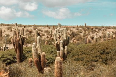 Kuzey Arjantin güzel doğal manzaralar. Çakıl yol arasında kaktüs.