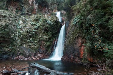 Güzel yeşil ormanda şelale