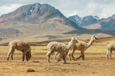 And Dağları, Bolivya, Güney Amerika 'da şirin alpaka
