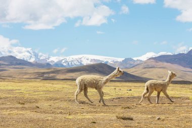 And Dağları, Bolivya, Güney Amerika 'da şirin alpaka