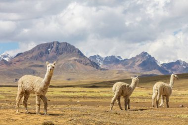 And Dağları, Bolivya, Güney Amerika 'da şirin alpaka