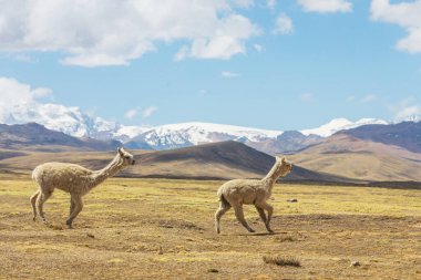 And Dağları, Bolivya, Güney Amerika 'da şirin alpaka