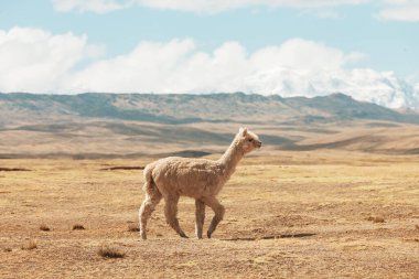 And Dağları, Bolivya, Güney Amerika 'da şirin alpaka