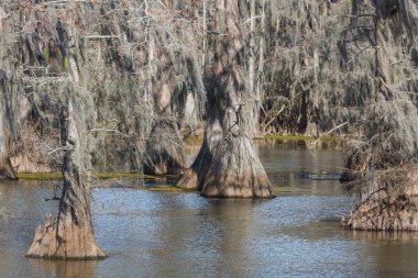 Teksas, ABD 'de sessiz bir gölette kel selvi ağaçları duruyor.