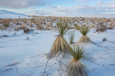 Alışılmadık manzaralar - White Sands Ulusal Parkı 'ndaki çöl bitkileri, New Mexico, ABD