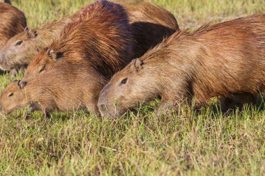 Pantanal, Brezilya, Güney Amerika 'da Capybara