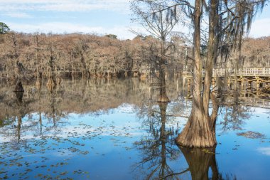 Teksas, ABD 'de sessiz bir gölette kel selvi ağaçları duruyor.