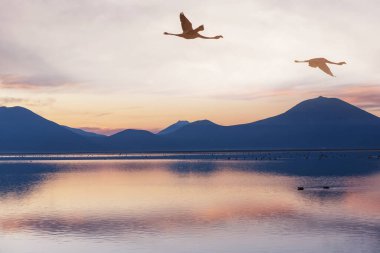 Flamingolar Altiplano, Güney Amerika 'da uçuyor
