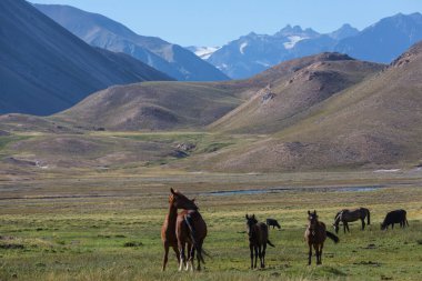 At sonbahar çayırında