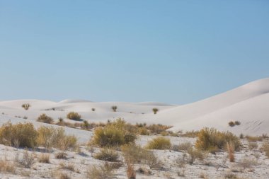 Alışılmadık manzaralar - White Sands Ulusal Parkı 'ndaki çöl bitkileri, New Mexico, ABD