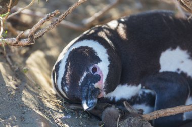 Macellan pengueni (Spheniscus magellanicus) Patagonia, Arjantin için.