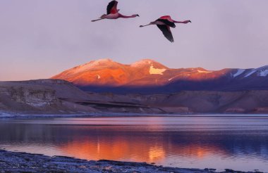 Flamingolar Altiplano, Güney Amerika 'da uçuyor