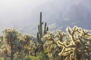 Orta Arizona 'da bir dağ yamacında çeşitli kaktüsler..