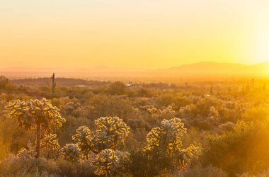 Orta Arizona 'da bir dağ yamacında çeşitli kaktüsler..