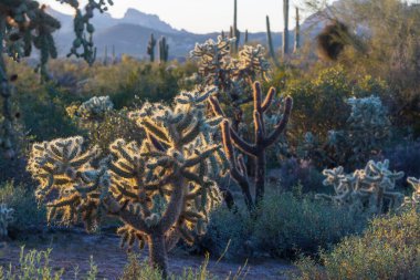 Orta Arizona 'da bir dağ yamacında çeşitli kaktüsler..