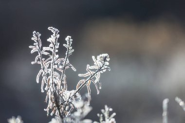 Donmuş sonbahar çayırı kapanıyor. Kış arkaplanı.