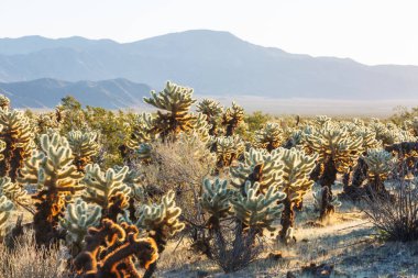 Joshua Tree Ulusal Parkı, Arizona, ABD 'deki Cholla kaktüsü. Gün batımı sahnesi