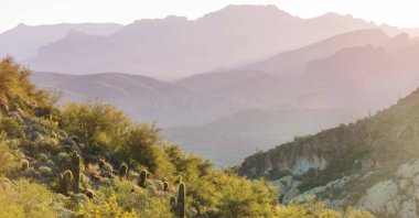 Orta Arizona 'da bir dağ yamacında çeşitli kaktüsler..