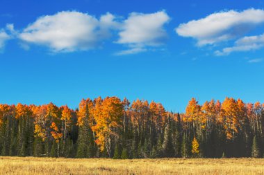 sonbaharda sarı ağaç