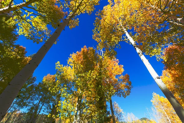 Herbstgelbe Bäume — Stockfoto