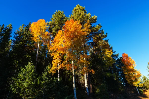 Herfst geel bomen — Stockfoto