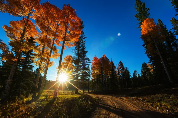 Sárga őszi fák — Stock Fotó
