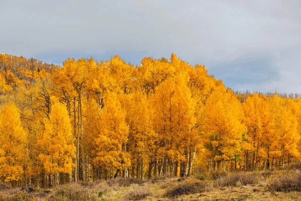 Stromy na podzim žluté — Stock fotografie
