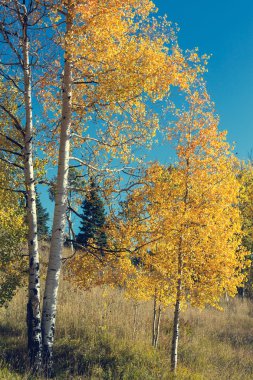 Sonbahar parkında renkli ağaçlar