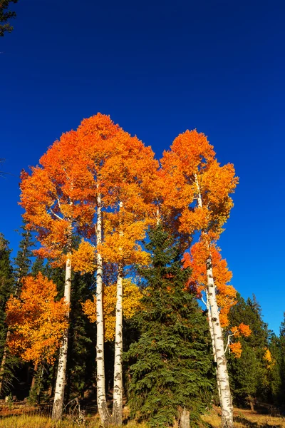 Barevné stromy v podzimním parku — Stock fotografie