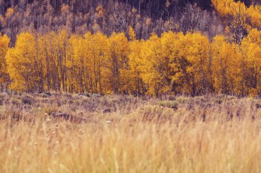 Sonbaharda renkli orman