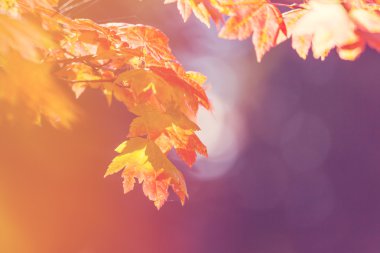 Sonbaharda renkli yapraklar