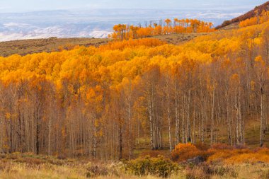 Sonbaharda renkli orman