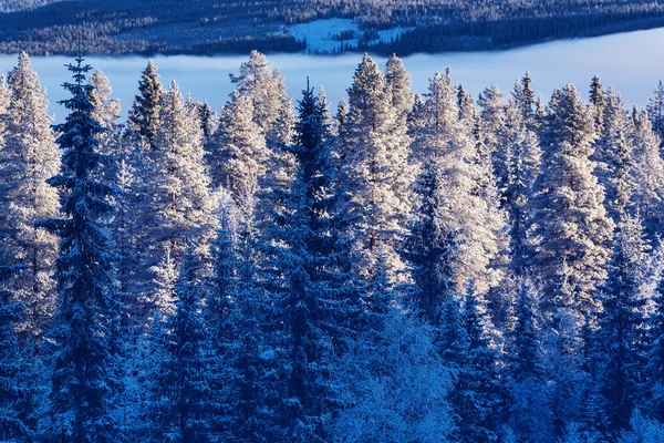 Bellissimo paesaggio di foresta invernale — Foto Stock