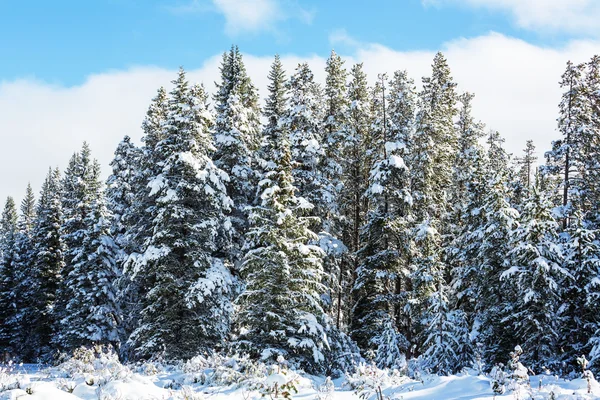 Bella foresta invernale — Foto Stock