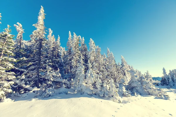 Bella foresta invernale — Foto Stock