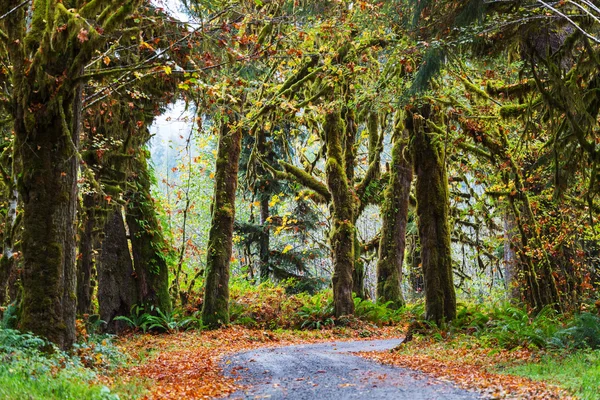 Foresta pluviale verde con vegetazione — Foto Stock