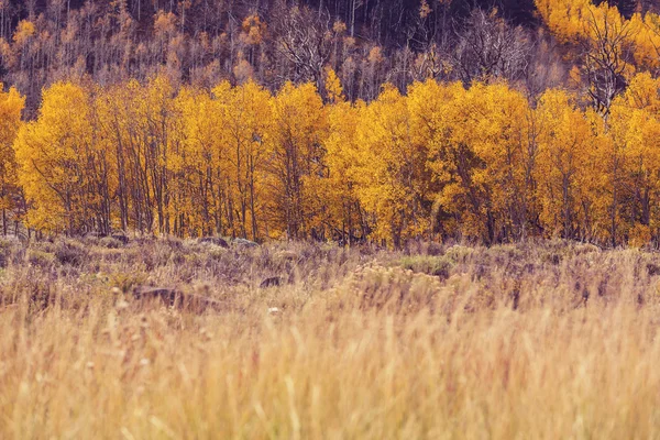 Kolorowy las jesienią — Zdjęcie stockowe