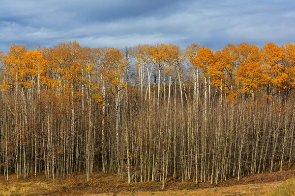 Bunter Wald im Herbst — Stockfoto