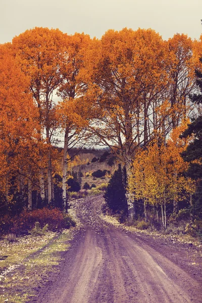 Sonbahar ağaçlar ve yol — Stok fotoğraf