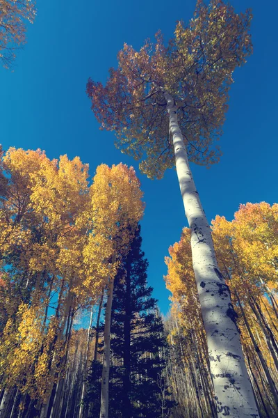 Foresta colorata in autunno — Foto Stock