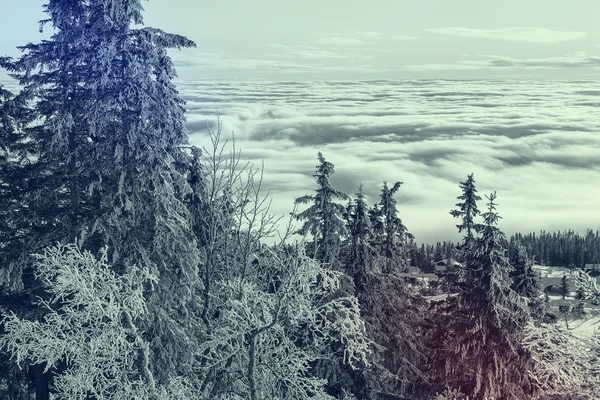 Güzel manzara kış orman — Stok fotoğraf