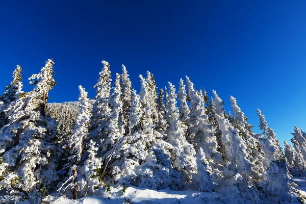 Bella foresta invernale — Foto Stock