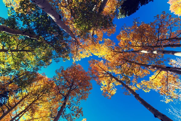 Herbstszene mit Bäumen — Stockfoto