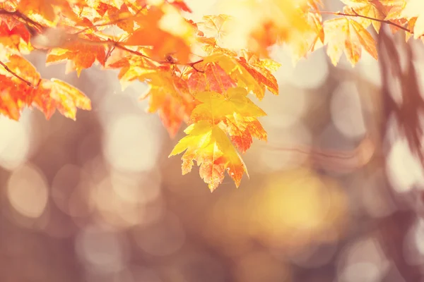 Colorful leaves in autumn — Stock Photo, Image